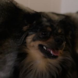 Meet your Posher, Janie